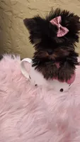 Minnie Micro Tcup AKC $8450 OBO, a female Yorkshire Terrier for sale in Fort Lauderdale, FL – 6 of 7