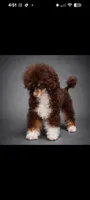 Jackpot AKC , a male Poodle - Toy  for sale in Fort Lauderdale, FL – 3 of 4