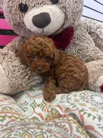Autum AKC , a female Poodle - Toy  for sale in Fort Lauderdale, FL – 3 of 4