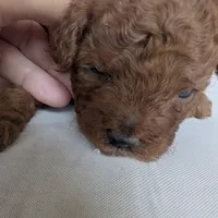 Holly, a female Poodle - Toy  for sale in Fort Lauderdale, FL – Photo 5 of 5