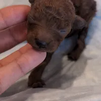 Holly, a female Poodle - Toy  for sale in Fort Lauderdale, FL – Photo 2 of 5