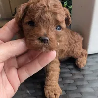 Holly, a female Poodle - Toy  for sale in Fort Lauderdale, FL – Photo 4 of 5