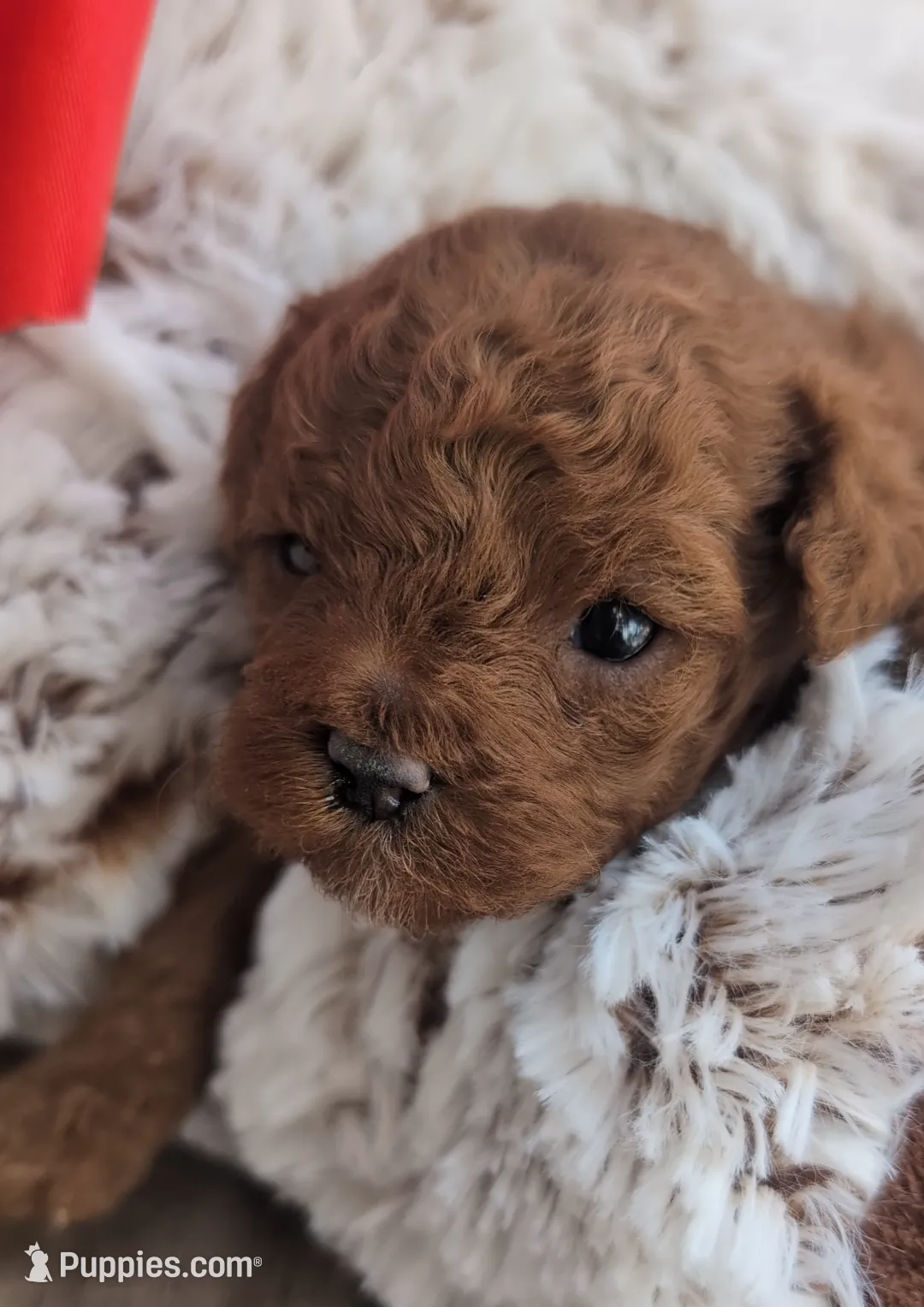 Holly – Poodle - Toy  puppy on hold in Fort Lauderdale, FL