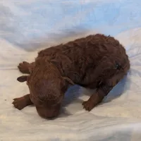 Holly, a female Poodle - Toy  for sale in Fort Lauderdale, FL – Photo 3 of 5