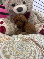 Autum AKC , a female Poodle - Toy  for sale in Fort Lauderdale, FL – 2 of 4