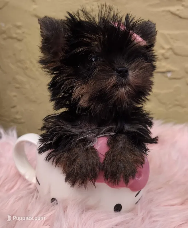 Minnie Micro Tcup AKC $8450 OBO – Yorkshire Terrier puppy for sale in Fort Lauderdale, FL