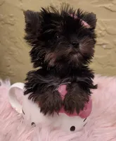 Minnie Micro Tcup AKC $8450 OBO, a female Yorkshire Terrier for sale in Fort Lauderdale, FL – 1 of 7