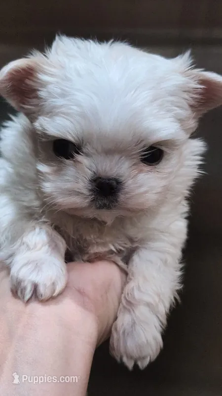 Aspen Tcup – Maltipoo puppy for sale in Fort Lauderdale, FL