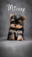 Mickey Akc T-cup, a male Yorkshire Terrier for sale in Fort Lauderdale, FL – 2 of 2