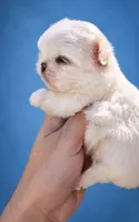 Aspen , a male Maltipoo for sale in Fort Lauderdale, FL – 2 of 4