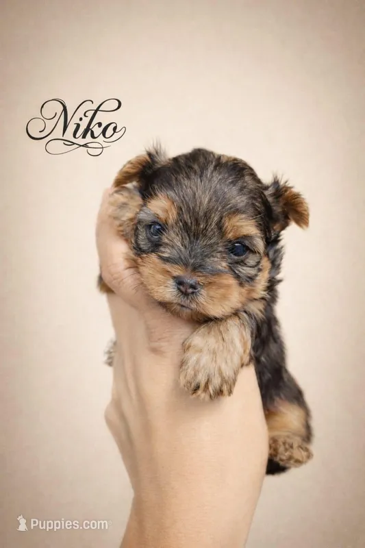 Niko Akc T-cup – Yorkshire Terrier puppy for sale in Fort Lauderdale, FL