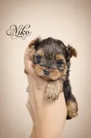Niko Akc T-cup, a male Yorkshire Terrier for sale in Fort Lauderdale, FL – Photo 1 of 2