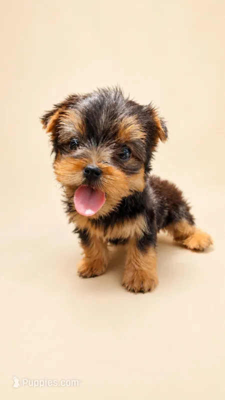Niko Akc T-cup – Yorkshire Terrier puppy for sale in Fort Lauderdale, FL