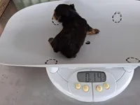 Niko Akc T-cup, a male Yorkshire Terrier for sale in Fort Lauderdale, FL – Photo 2 of 2