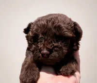 Ferrero 75 AKC Champion lines on Pedigree, a male Poodle - Toy  for sale in Fort Lauderdale, FL – 1 of 7