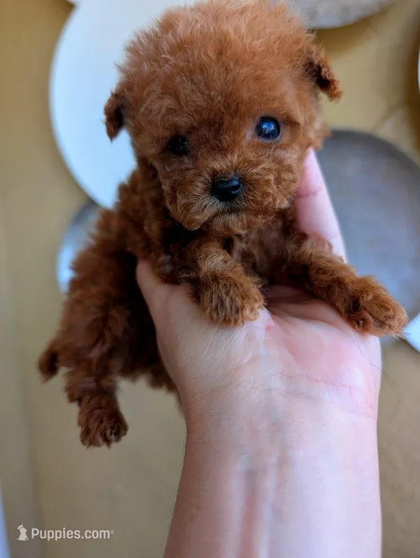 Firecracker AKC Micro Teacup  – Poodle - Toy  puppy for sale in Fort Lauderdale, FL