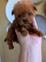 Firecracker AKC Micro Teacup , a male Poodle - Toy  for sale in Fort Lauderdale, FL – 3 of 3