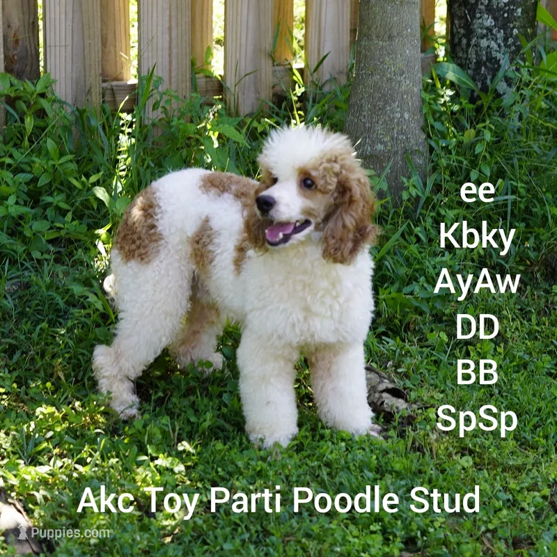Rory Akc – Poodle - Toy  puppy for sale in Fort Lauderdale, FL