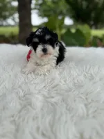 Andy, a male Miniature Schnauzer for sale in Chandler, OK – 4 of 4