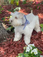 Bentley, a male Miniature Schnauzer for sale in Chandler, OK – 2 of 4