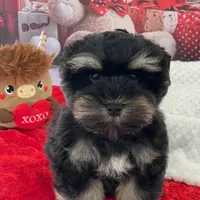 Willie, a male Miniature Schnauzer for sale in Chandler, OK – Photo 2 of 2