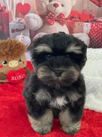 Willis, a male Miniature Schnauzer for sale in Chandler, OK – Photo 2 of 2