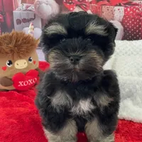 Willie, a male Miniature Schnauzer for sale in Chandler, OK – Photo 1 of 2