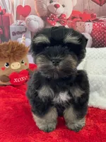 Willis, a male Miniature Schnauzer for sale in Chandler, OK – Photo 1 of 2