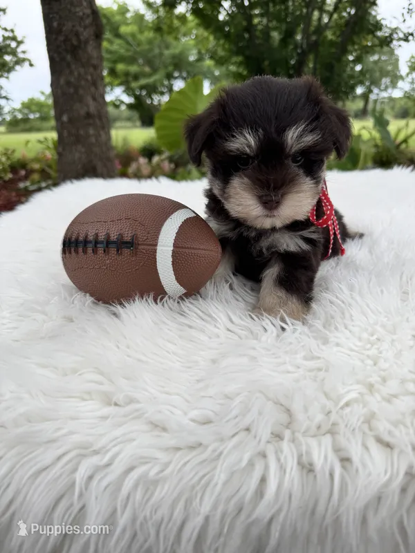 Sammy – Miniature Schnauzer puppy for sale in Chandler, OK