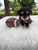 Sammy, a male Miniature Schnauzer for sale in Chandler, OK – 1 of 4