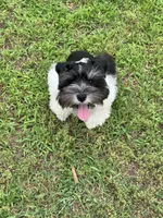 Oreo, a male Miniature Schnauzer for sale in Chandler, OK – 2 of 4