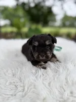 Tiger, a male Miniature Schnauzer for sale in Chandler, OK – 2 of 4