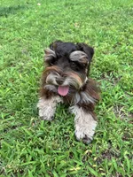 Maverick , a male Miniature Schnauzer for sale in Chandler, OK – 2 of 4