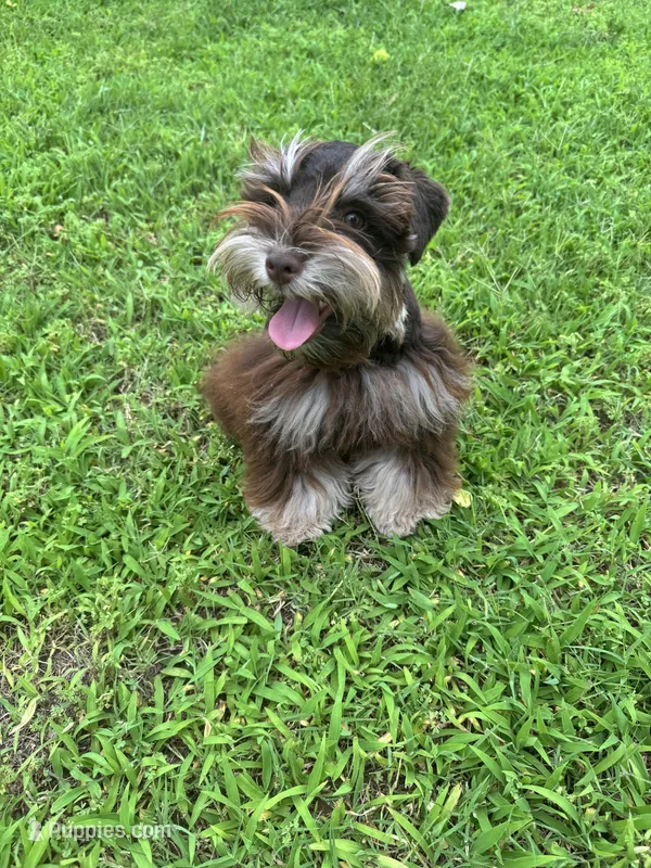 Maverick  – Miniature Schnauzer puppy for sale in Chandler, OK