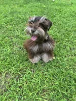 Maverick , a male Miniature Schnauzer for sale in Chandler, OK – 1 of 4