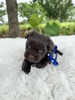 Timmy, a male Miniature Schnauzer for sale in Chandler, OK – 2 of 3