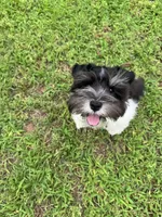 Oreo, a male Miniature Schnauzer for sale in Chandler, OK – 4 of 4