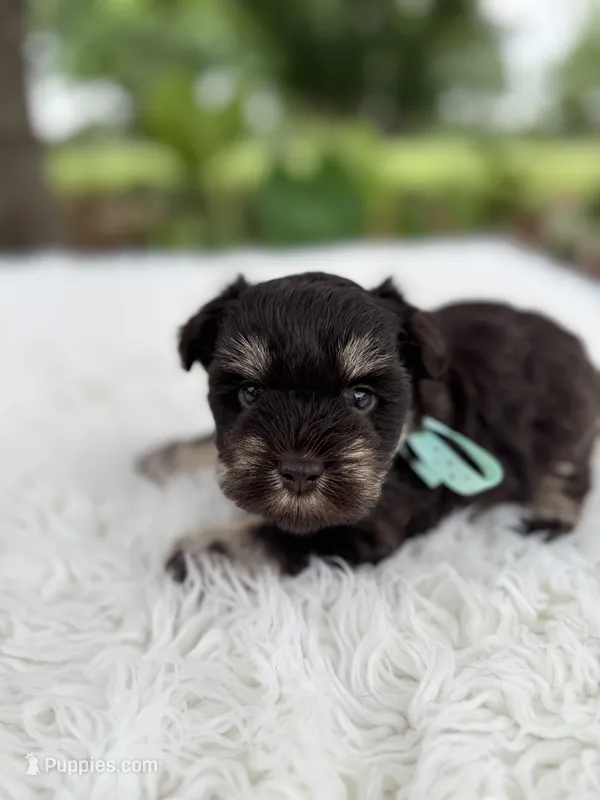 Tiger – Miniature Schnauzer puppy for sale in Chandler, OK