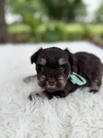 Tiger, a male Miniature Schnauzer for sale in Chandler, OK – 1 of 4