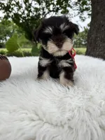 Sammy, a male Miniature Schnauzer for sale in Chandler, OK – 3 of 4