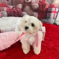 Reba, a female Miniature Schnauzer for sale in Chandler, OK – Photo 1 of 2