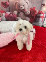 Reba, a female Miniature Schnauzer for sale in Chandler, OK – Photo 1 of 2