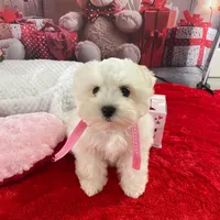 Reba, a female Miniature Schnauzer for sale in Chandler, OK – Photo 2 of 2