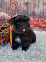 Bella, a female Miniature Schnauzer for sale in Chandler, OK – Photo 8 of 8
