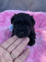 Bella, a female Miniature Schnauzer for sale in Chandler, OK – Photo 6 of 8