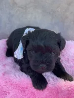 Bella, a female Miniature Schnauzer for sale in Chandler, OK – Photo 4 of 8