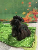 Bella, a female Miniature Schnauzer for sale in Chandler, OK – Photo 1 of 8