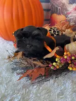 Bella, a female Miniature Schnauzer for sale in Chandler, OK – Photo 7 of 8