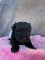 Bella, a female Miniature Schnauzer for sale in Chandler, OK – Photo 5 of 8