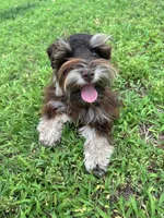 Maverick , a male Miniature Schnauzer for sale in Chandler, OK – 4 of 4